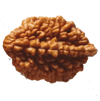 2 mukhi Rudraksha
